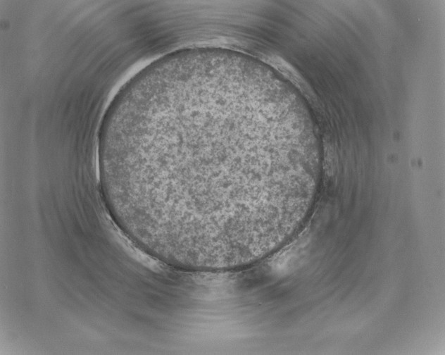 X0000077321036200611171737