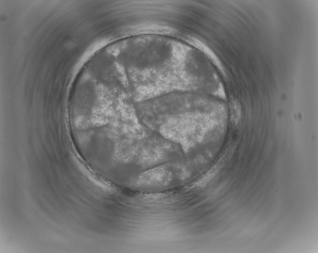 X0000077321043200611171737