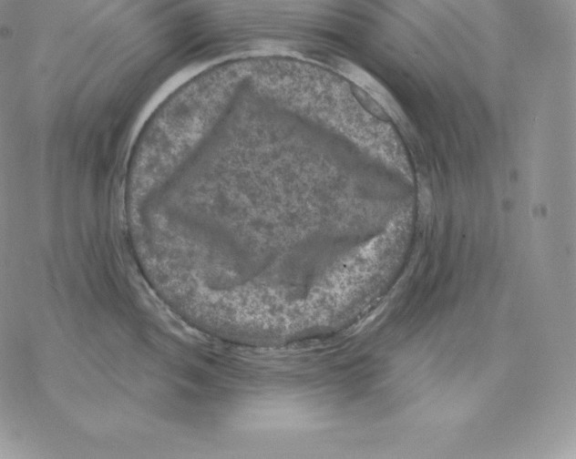 X0000077321052200611171737