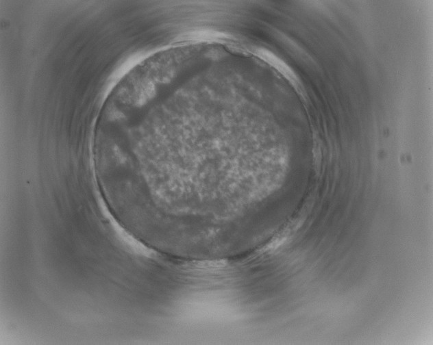 X0000077321055200611171738