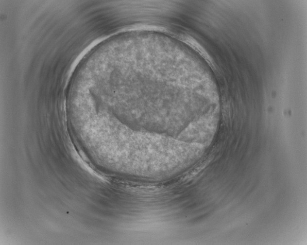 X0000077321092200611171736