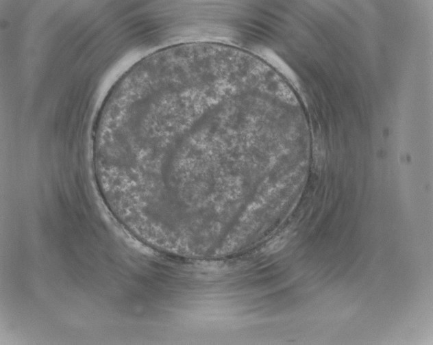 X0000077321096200611171736