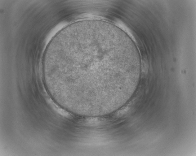 X0000077321098200611171736