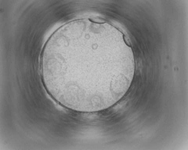 X0000077321103200611171736