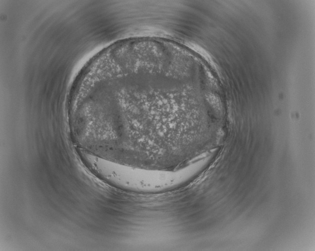 X0000077321120200611171735