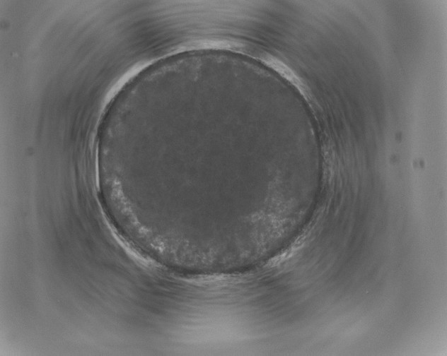 X0000077321127200611171736