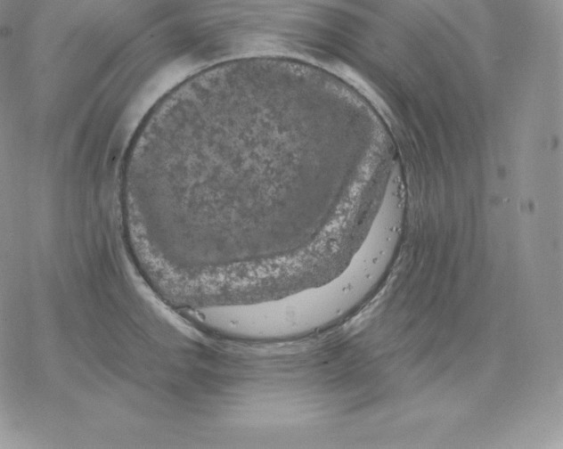 X0000077321142200611171736