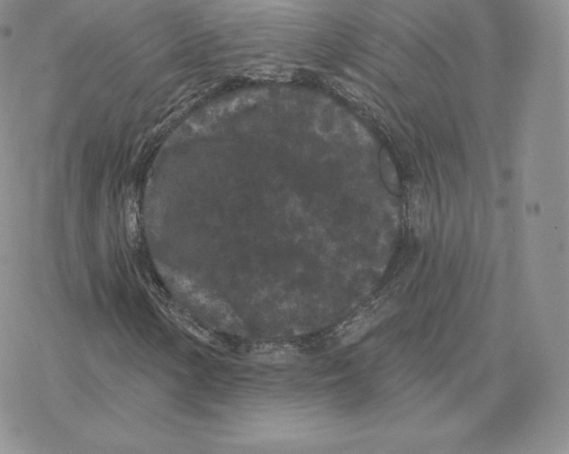 X0000077321154200611171735