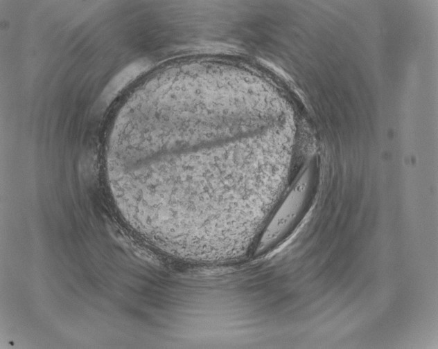 X0000077321163200611171735