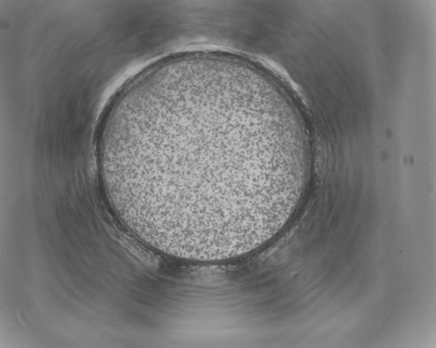 X0000077321167200611171735