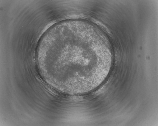 X0000077321170200611171735