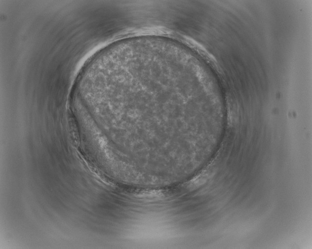 X0000077321174200611171735