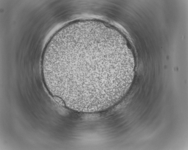 X0000077321183200611171735