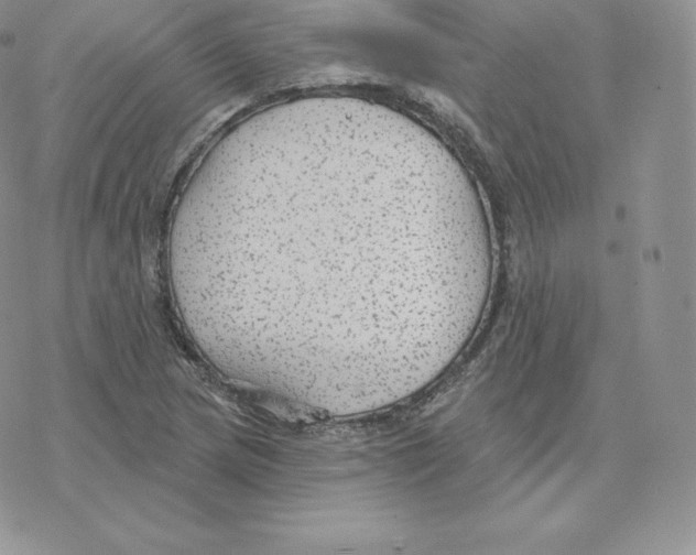 X0000077321217200611171734