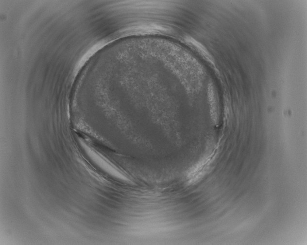 X0000077321226200611171734