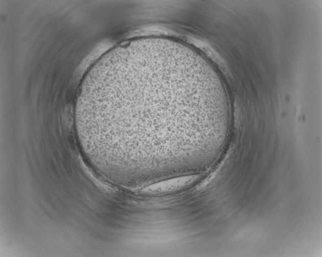 X0000077321233200611171734