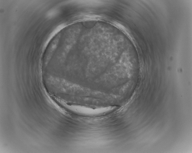 X0000077321235200611171734