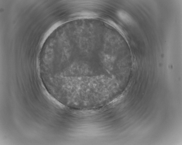 X0000077321243200611171734