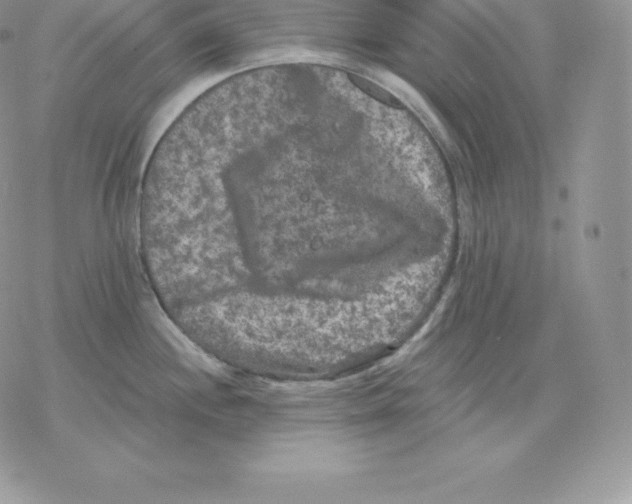 X0000077321244200611171734