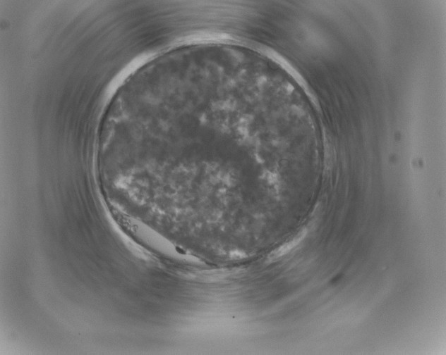 X0000077321245200611171734