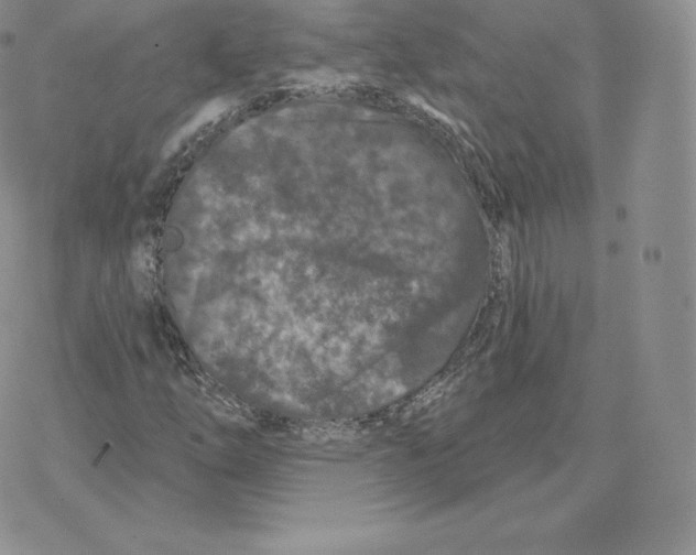 X0000077321254200611171734