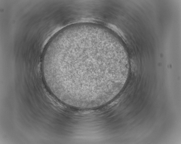 X0000077321260200611171733