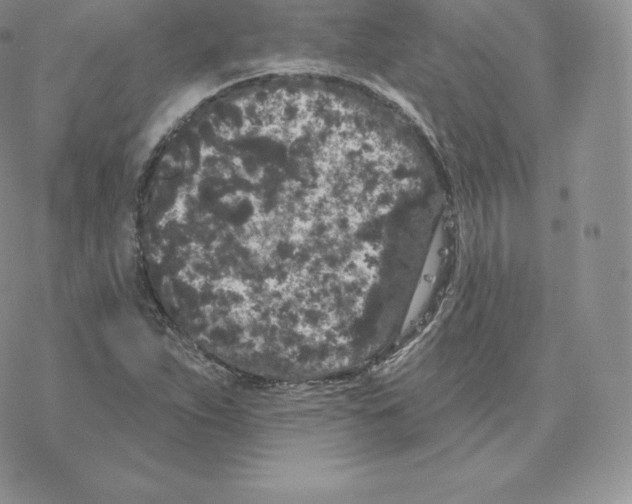 X0000077321263200611171733