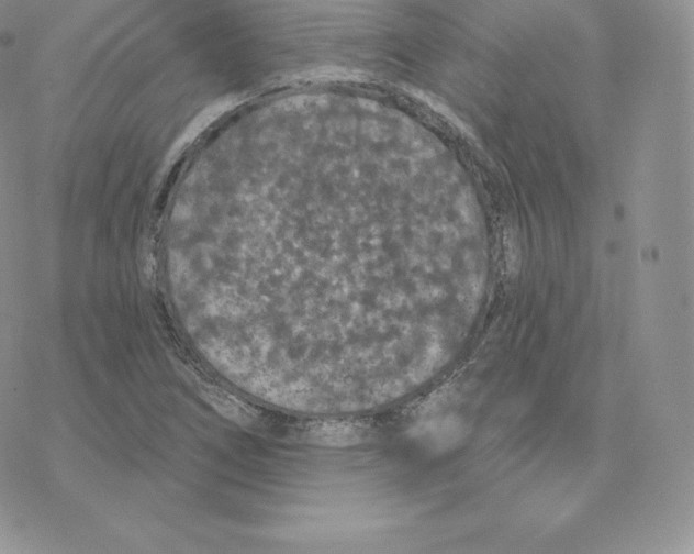 X0000077321266200611171733