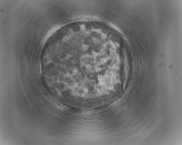 X0000077321267200611171733