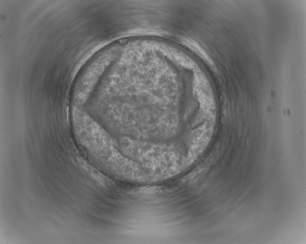 X0000077321268200611171733