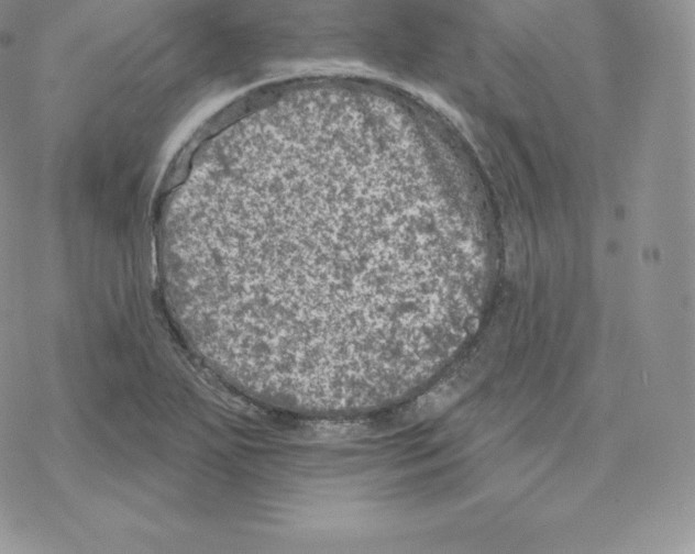 X0000077321271200611171733