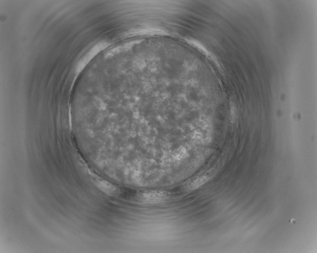 X0000077321274200611171733