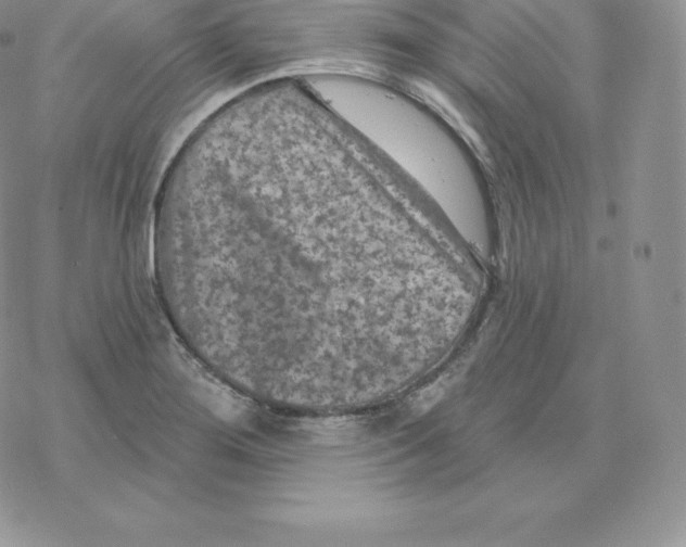 X0000077321276200611171733