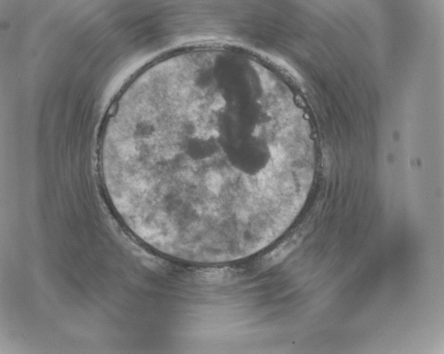 X0000077321279200611171733