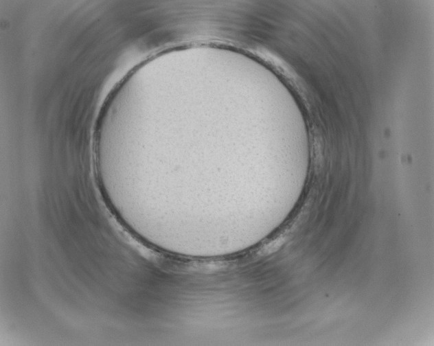 X0000077321286200611171733