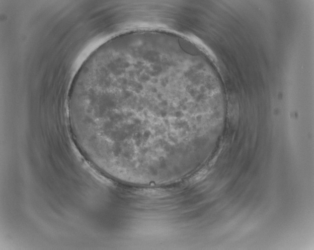 X0000077321287200611171733