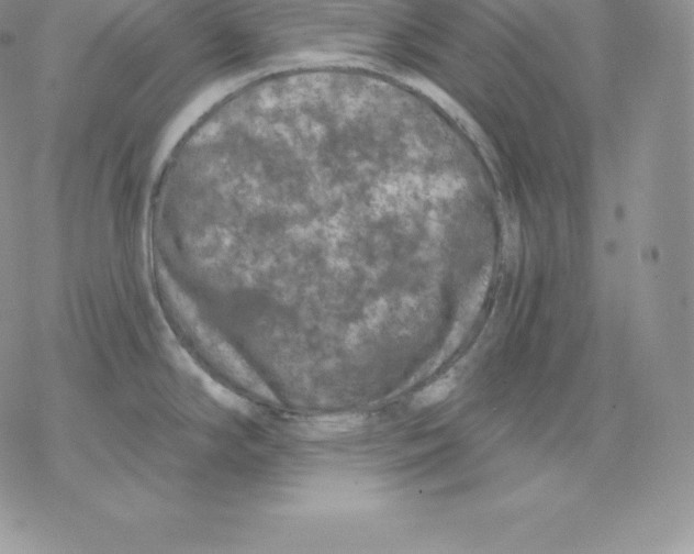 X0000077321294200611171733