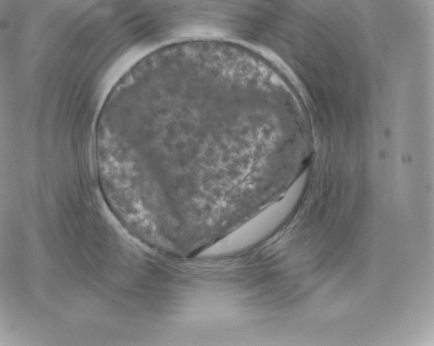 X0000077321295200611171733