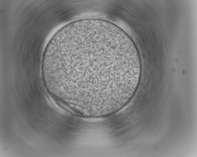 X0000077321296200611171733