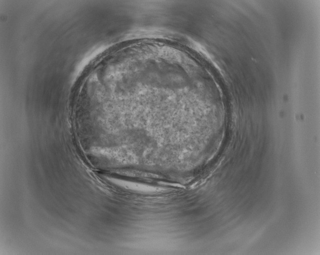 X0000077321312200611171732