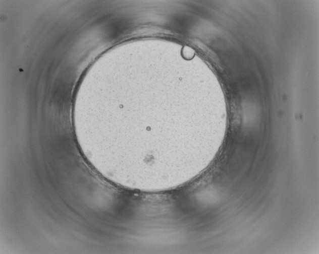 X0000077321322200611171732