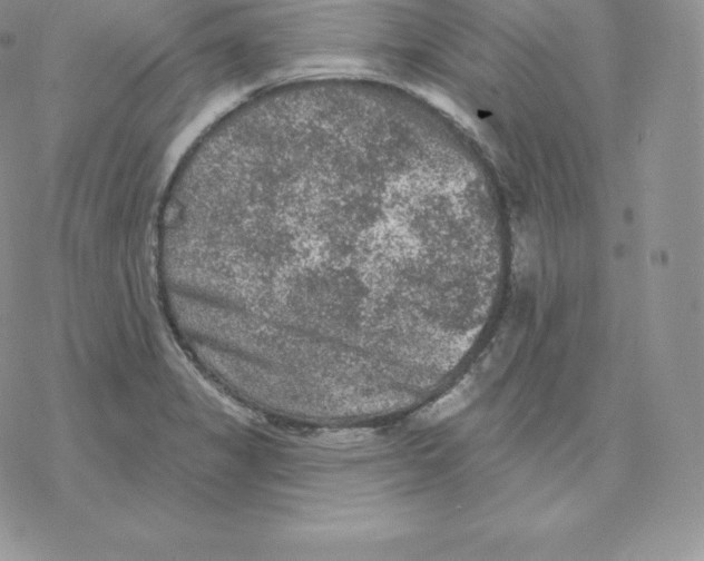 X0000077321325200611171733