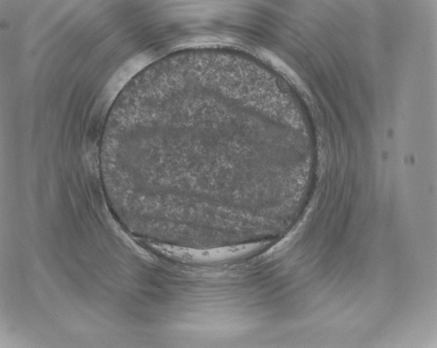 X0000077321329200611171733