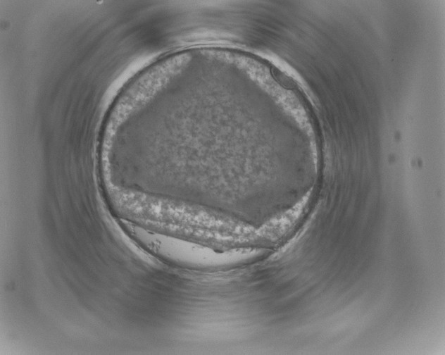 X0000077321333200611171733