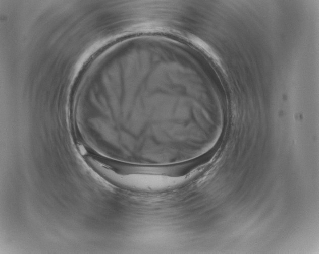 X0000077321334200611171733