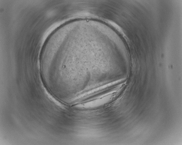 X0000077321335200611171733