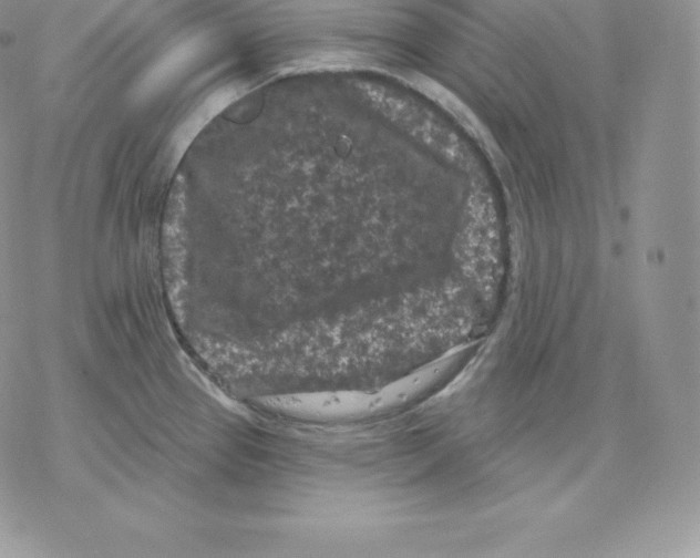 X0000077321337200611171733