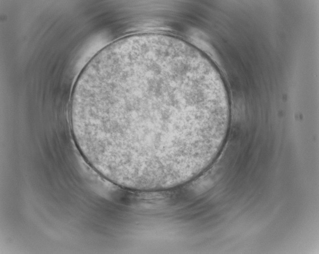 X0000077321338200611171733