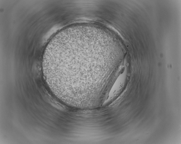 X0000077321355200611171732