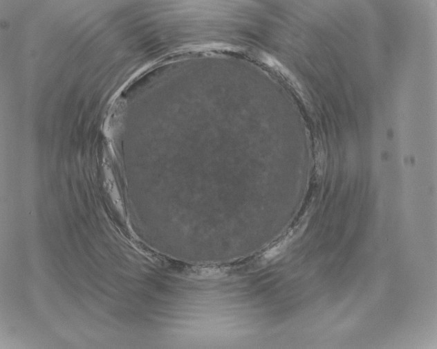 X0000077321361200611171732